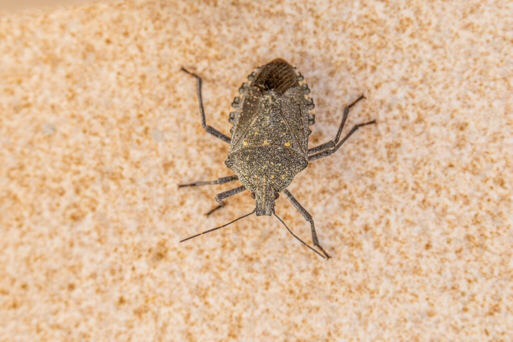 bedbugs