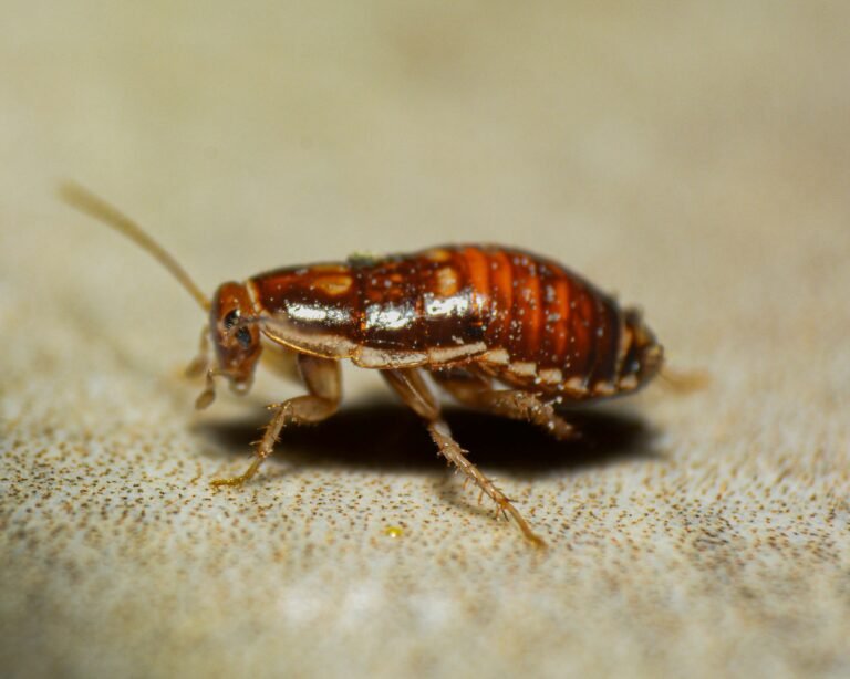 How to Get Rid of Cockroaches: Baits, Killers, and When to Hire an Exterminator (2026)