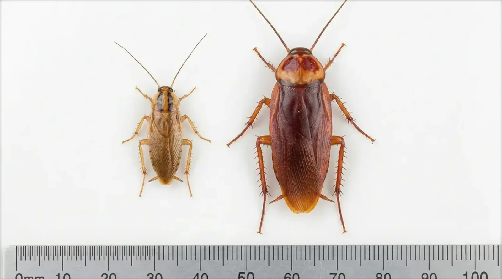 german cockroach vs american cockroach size comparison 1 German cockroach versus American cockroach side by side size and color comparison on white surface