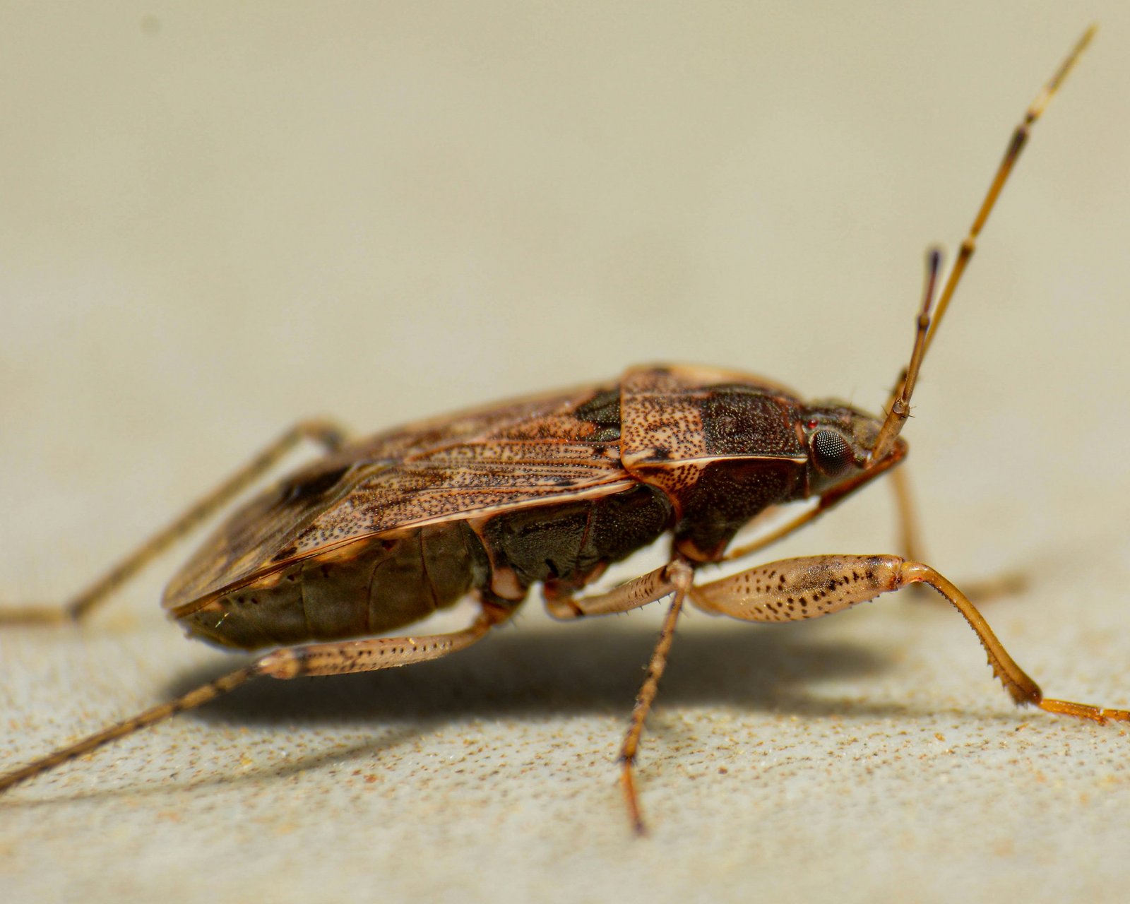 Bed Bugs Bites