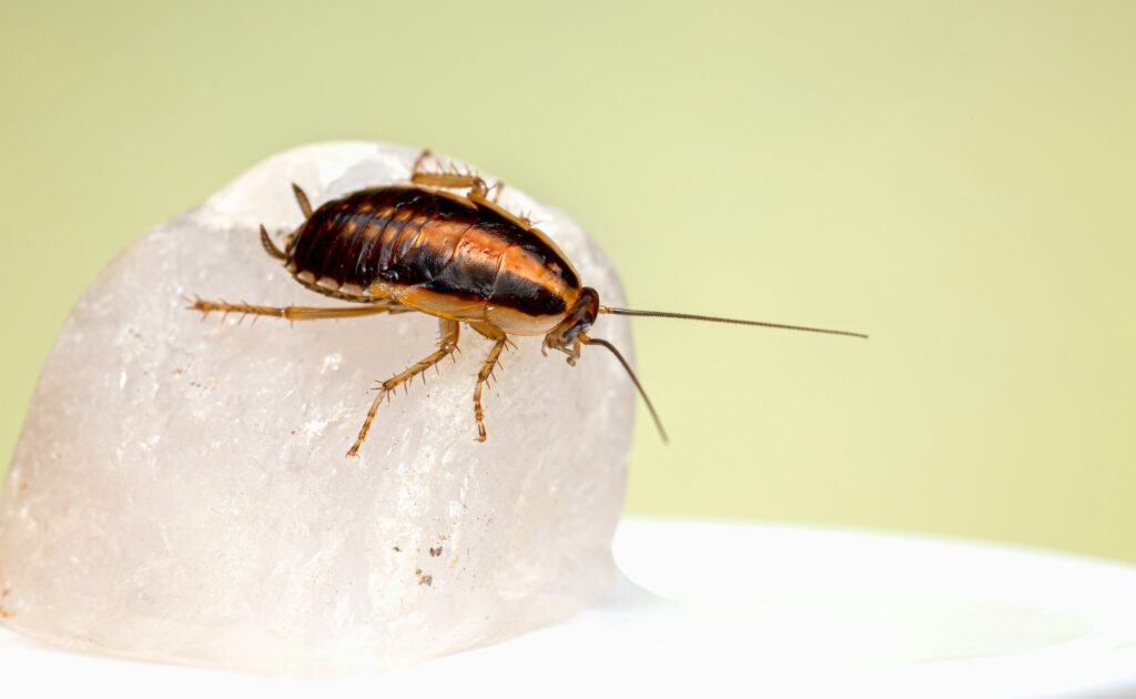 ridofcockroaches