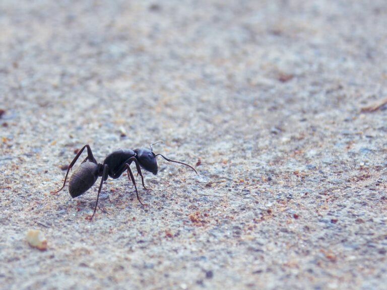 Carpenter Ants: Identification, Bites, Diet, and Signs in the House