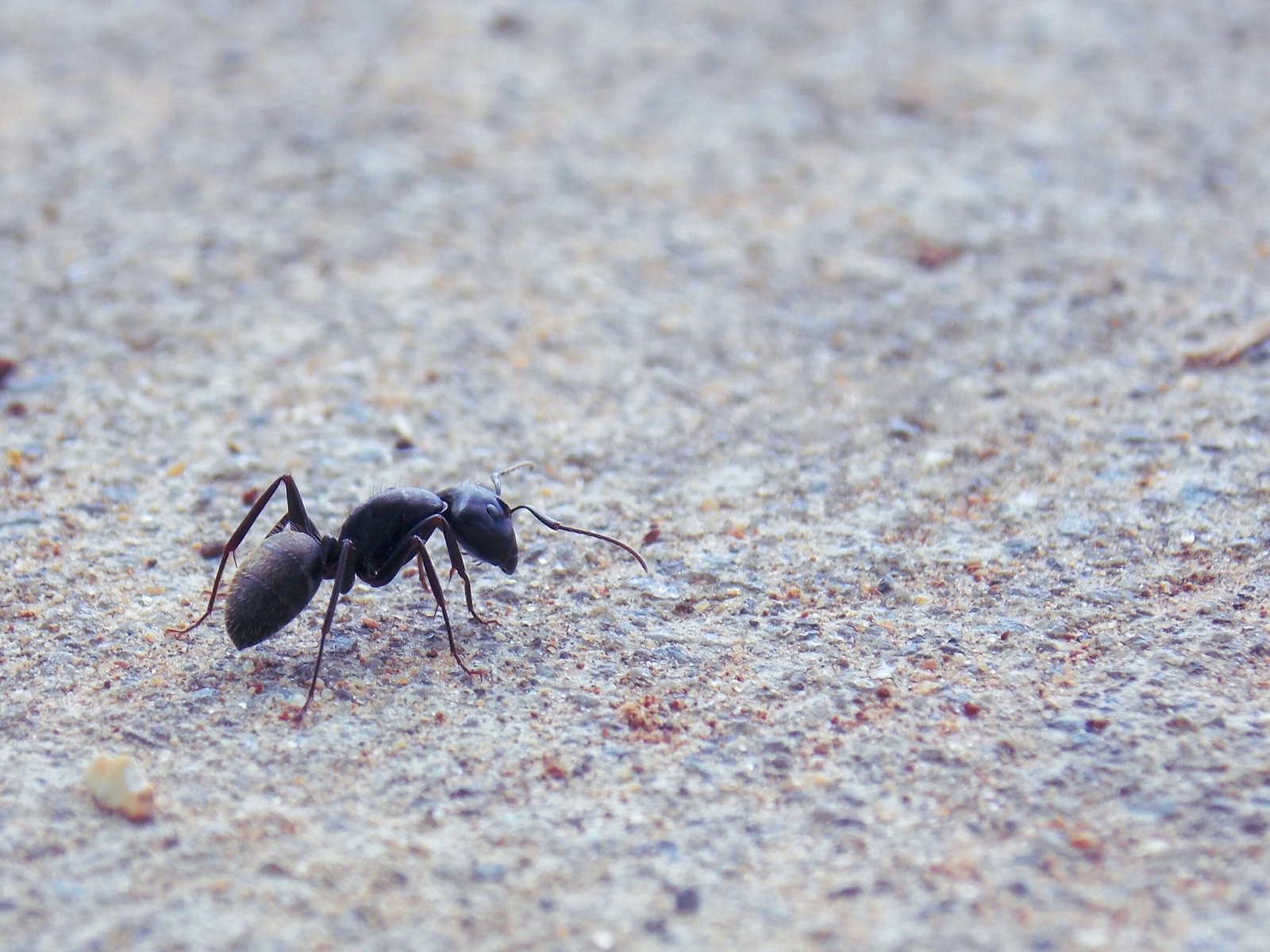 ANT2 scaled