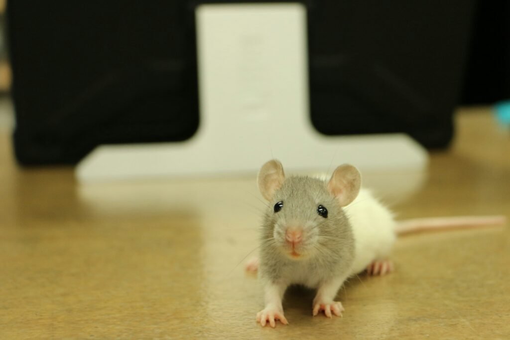 how to get rid of mice
