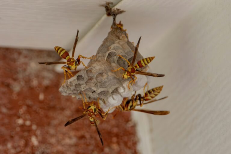 Paper Wasps: Identification, Aggression, Prevention, and When to Call an Exterminator