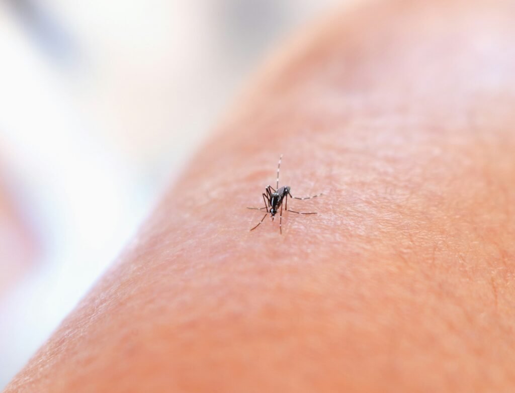 adultmosquito