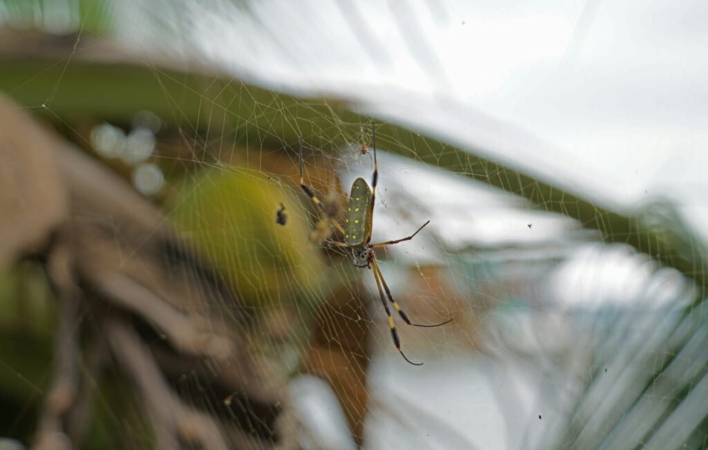 american spider