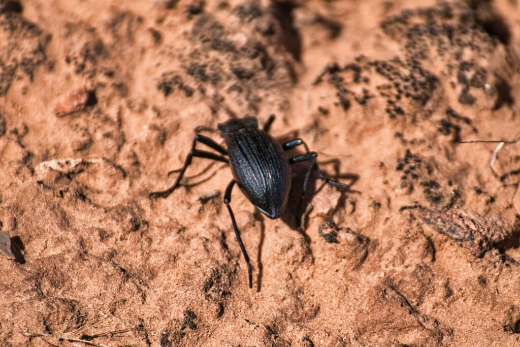 americancockroaches