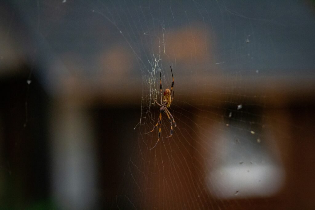 big spiders
