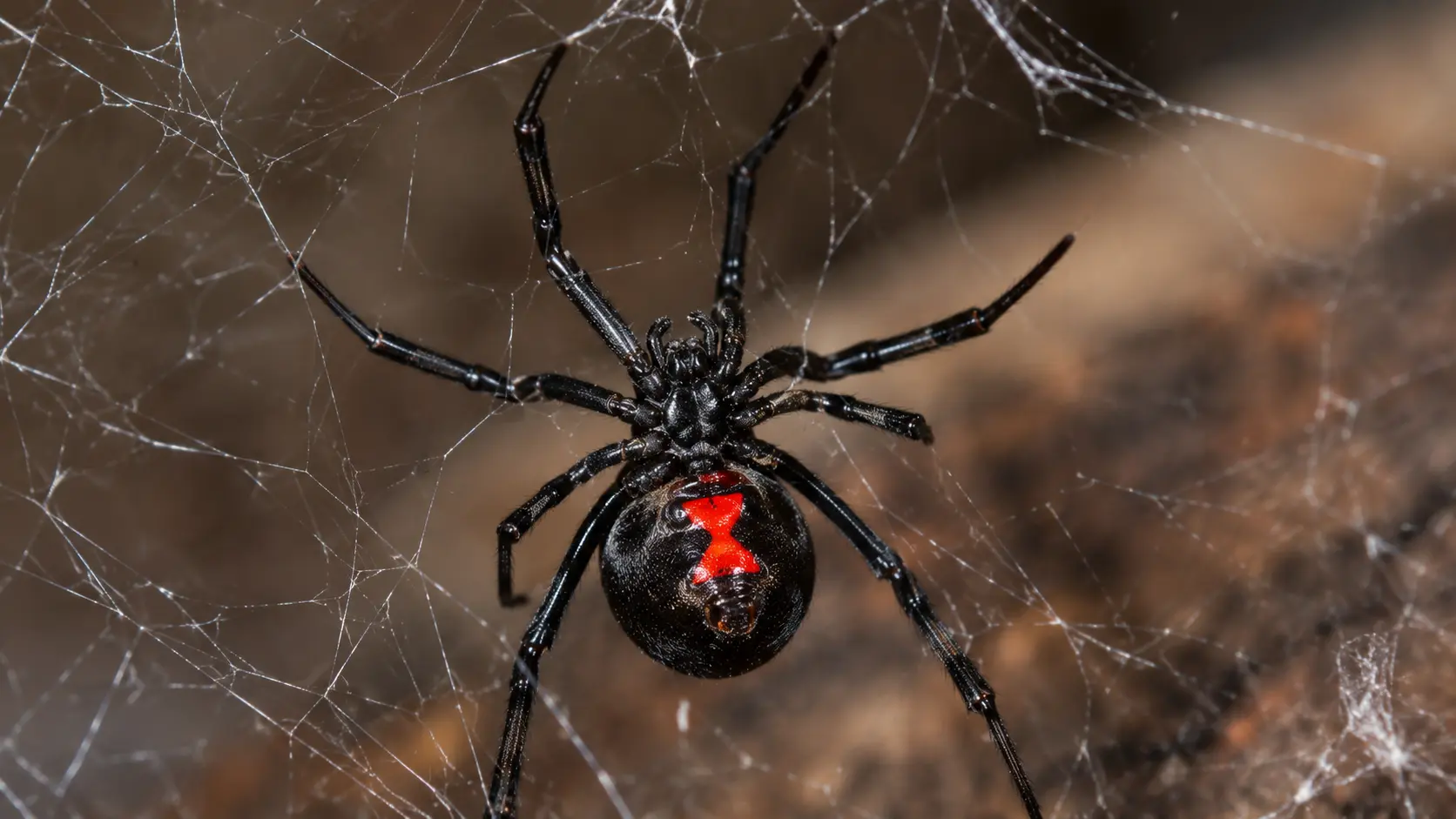 black widow spider hourglass marking A female black widow spider with signature red hourglass marking.