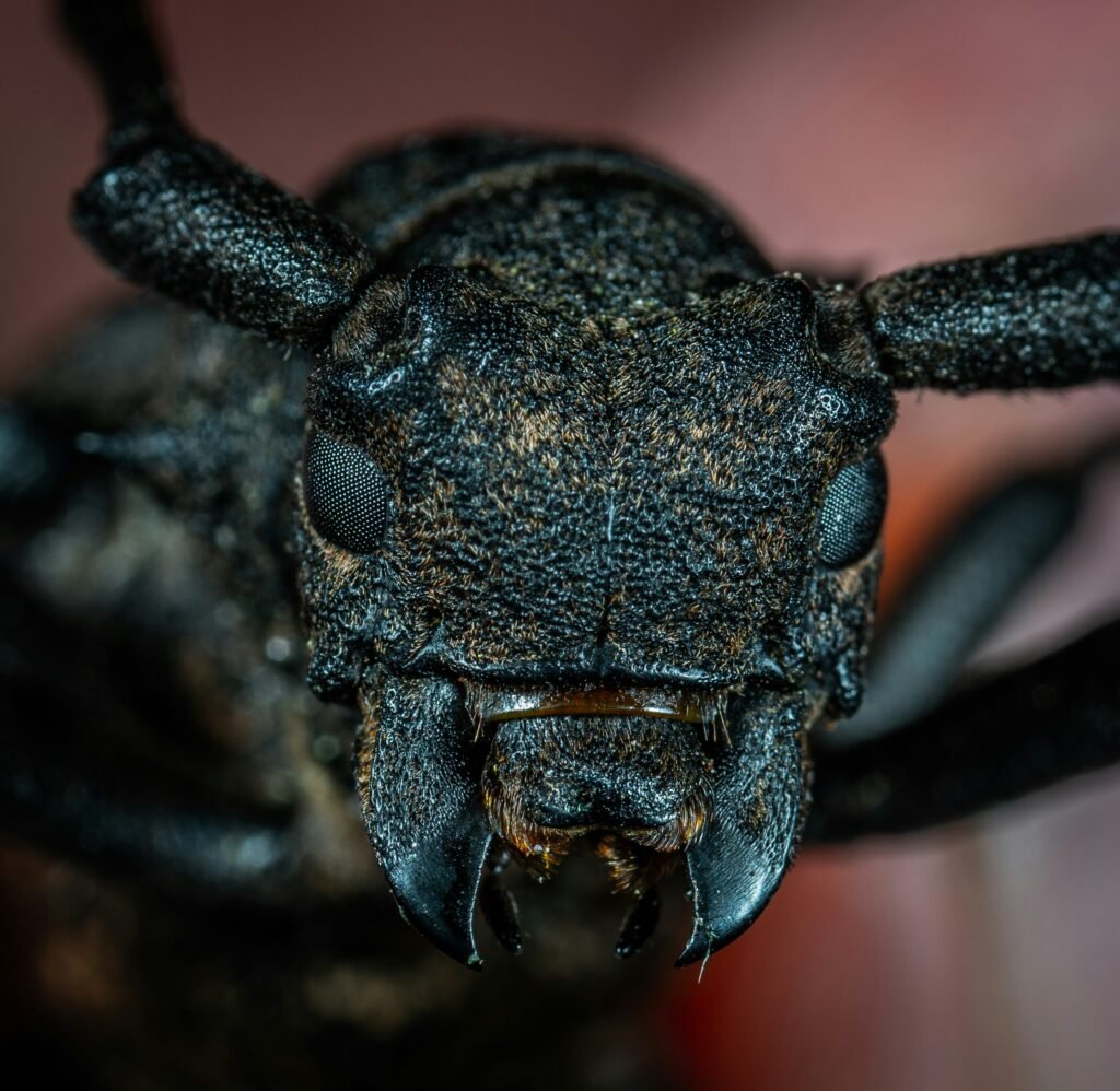 boxelderbug
