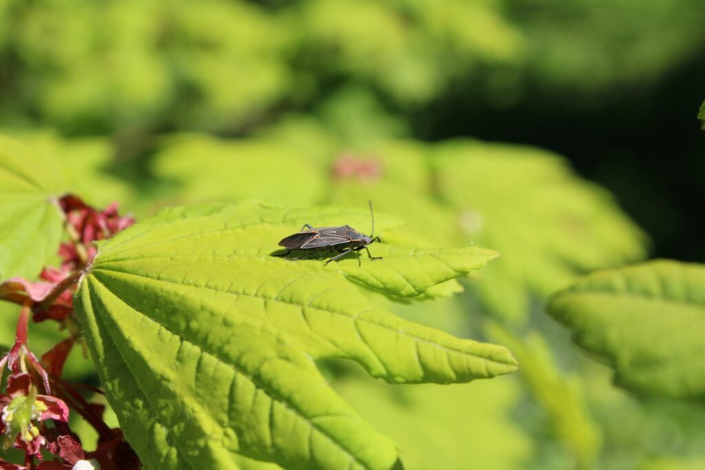 box elder bugs