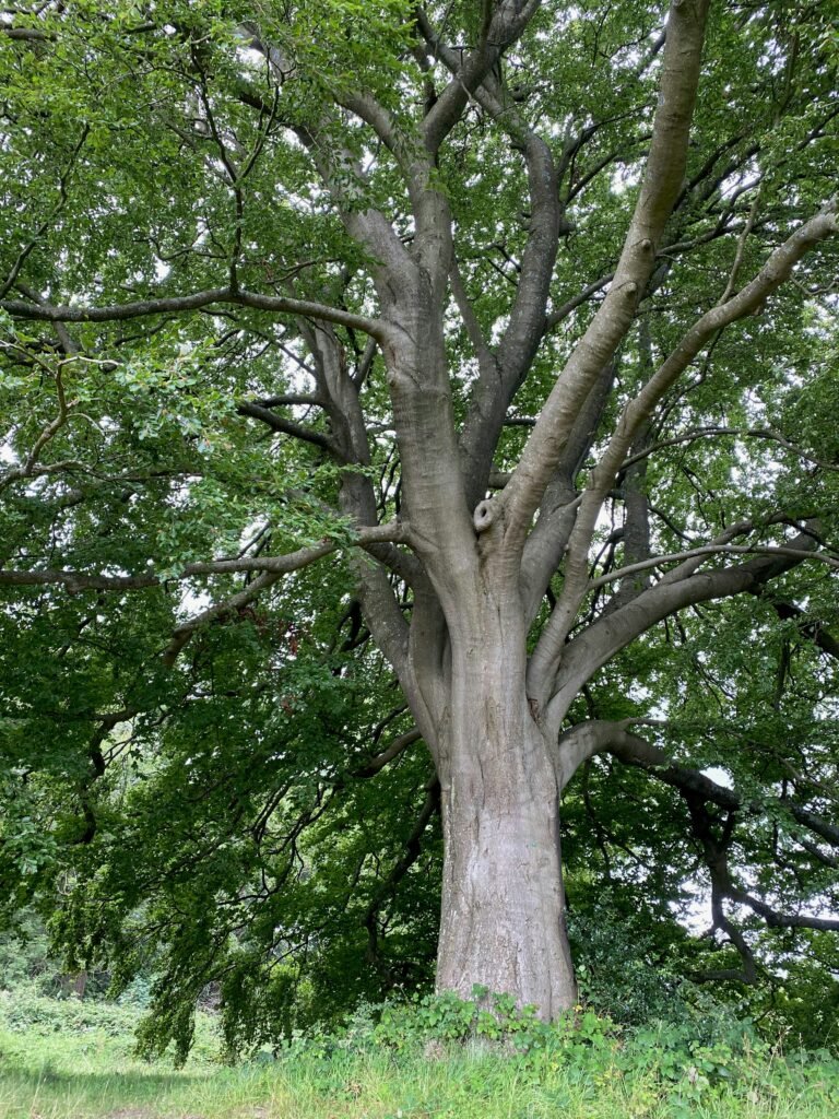 boxeldertree