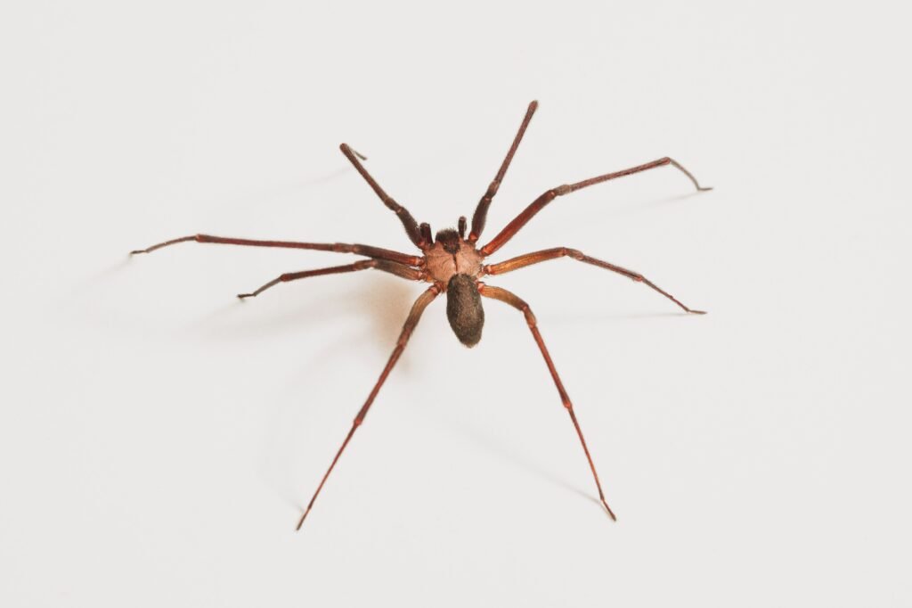 brown spider