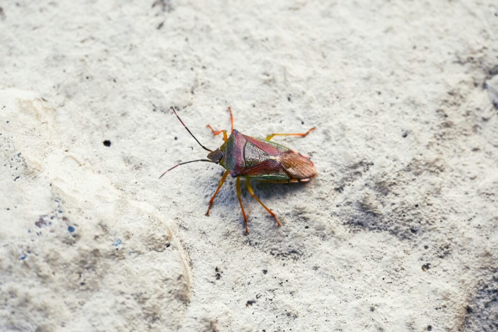 browncockroach