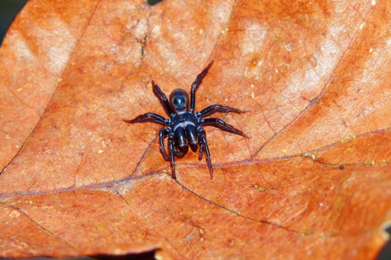 brown recluse around the home