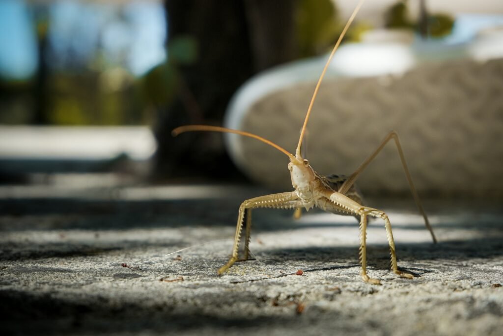 camel crickets
