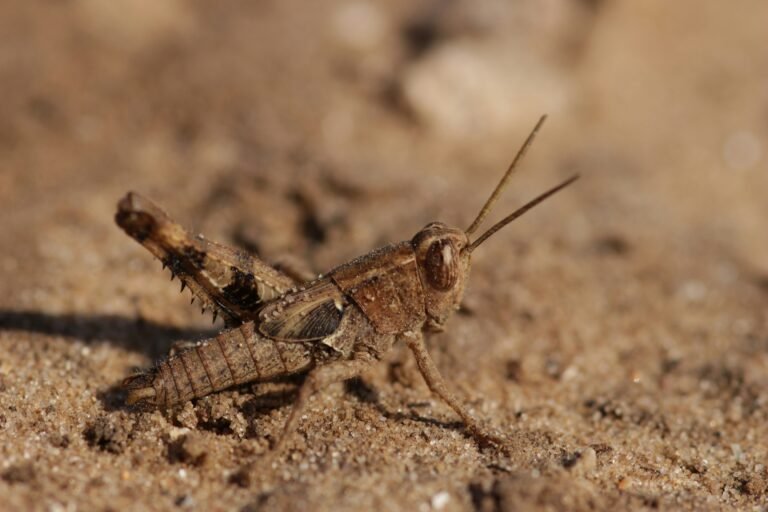 Camel Crickets, Cave Crickets, and Spider Crickets in the Home: Identification and Why They Invade