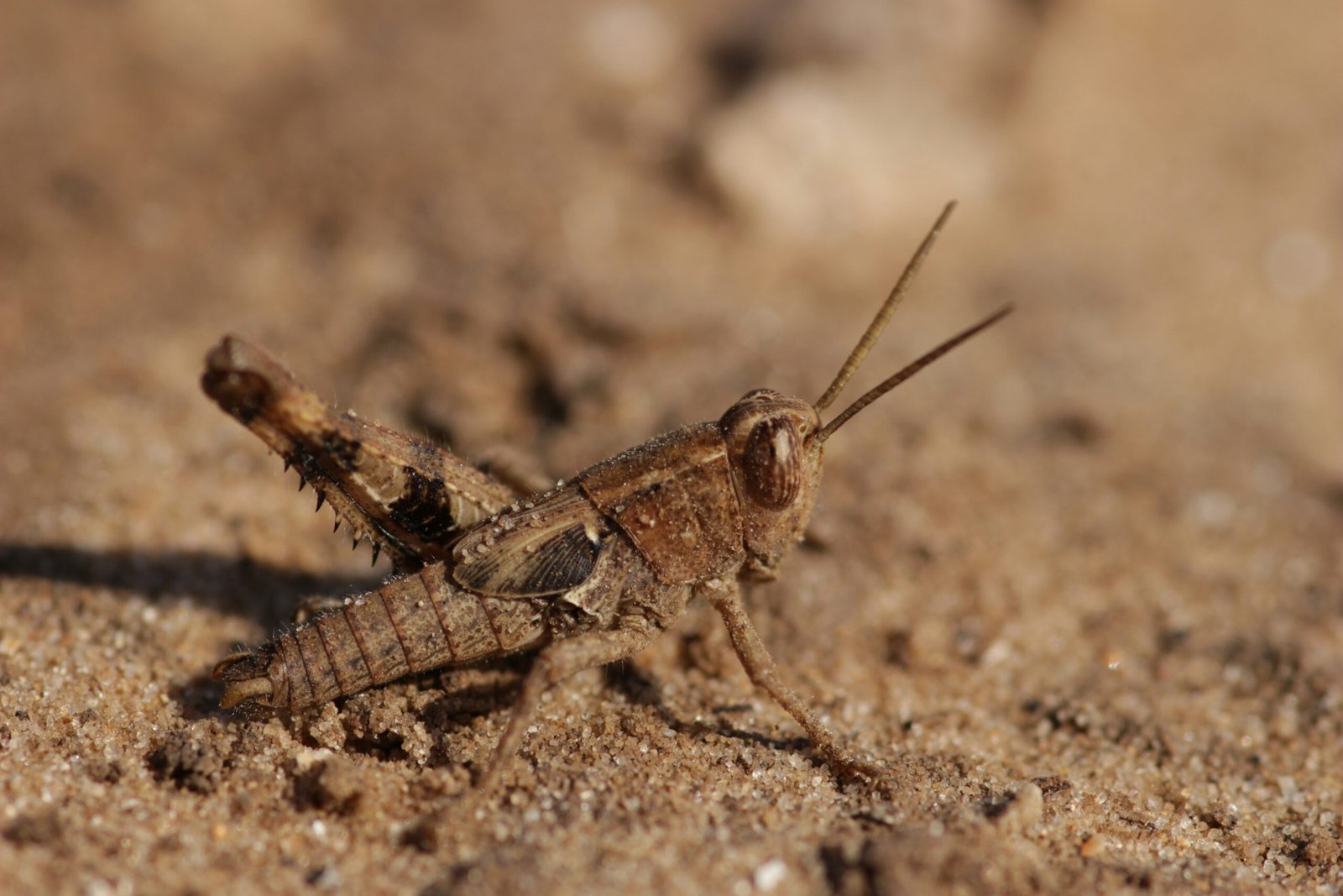 camelcrickets 2 scaled