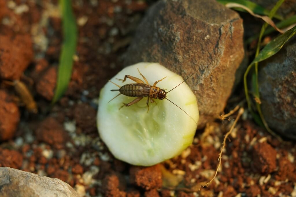 camelcrickets 4