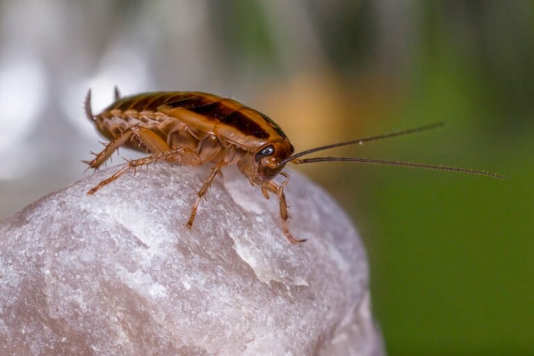 Types of Cockroaches in Homes: German Cockroach, American, Oriental, Wood Roaches, and Common Look-alikes