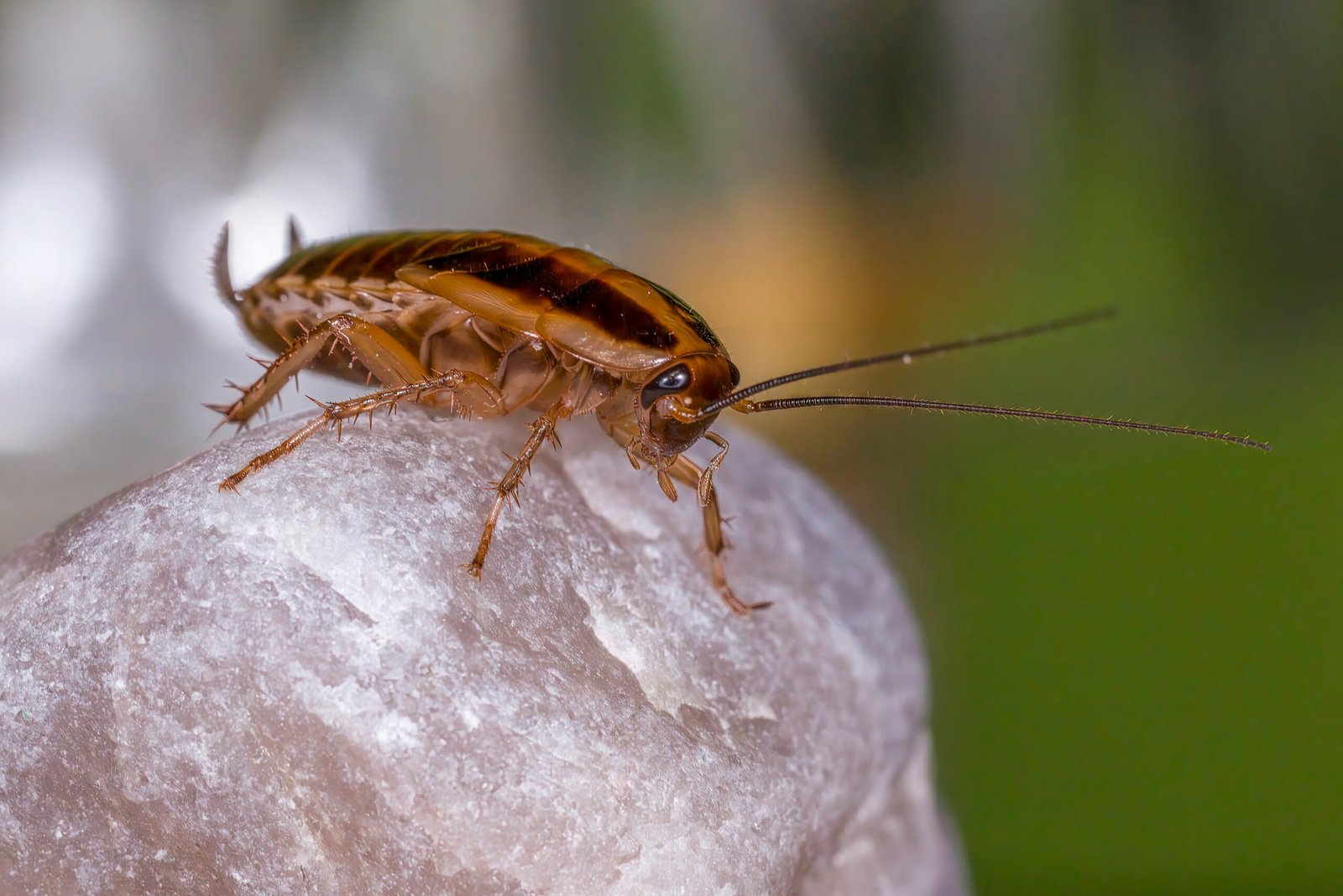 cockroaches 2 scaled