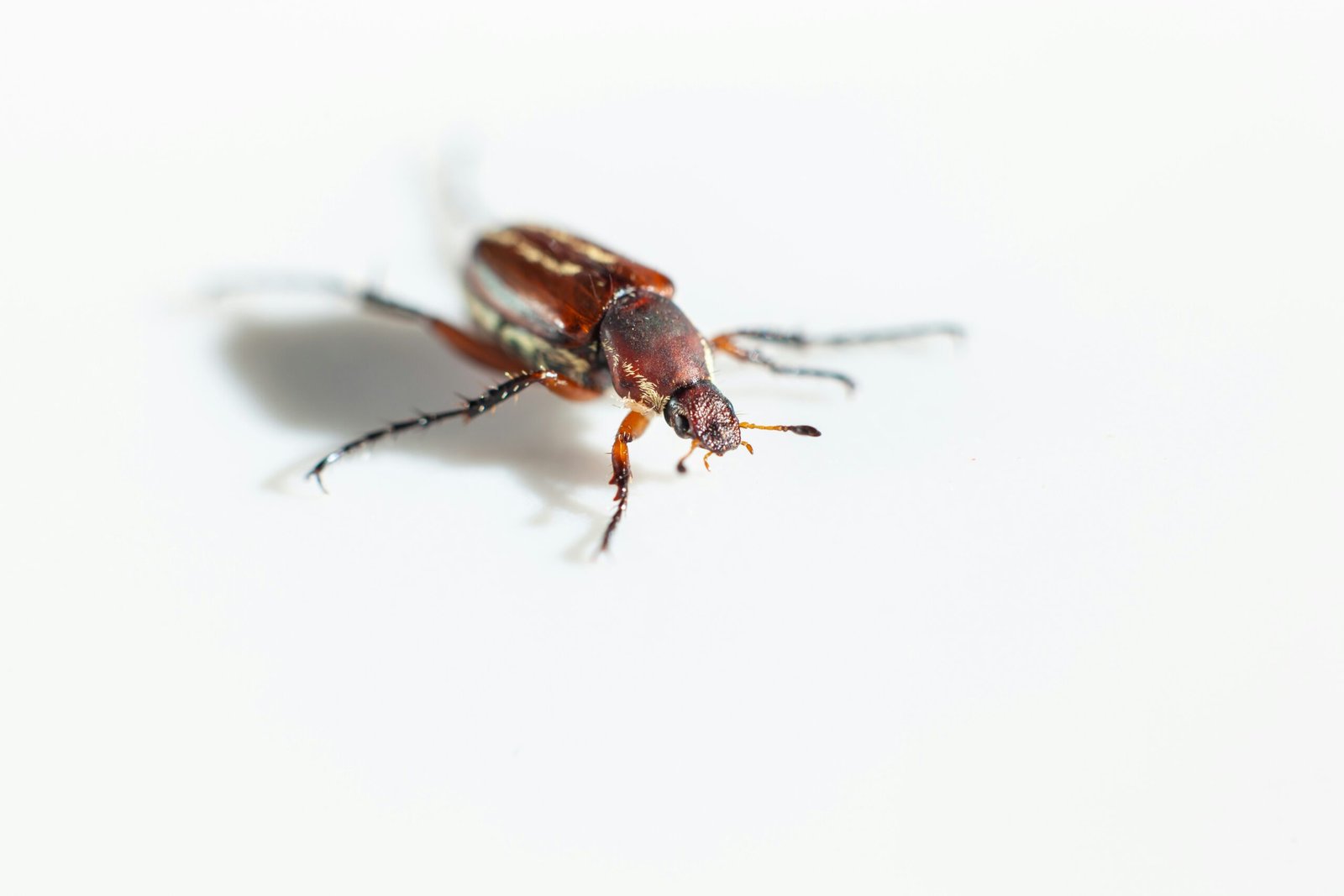 earwigs 2 scaled