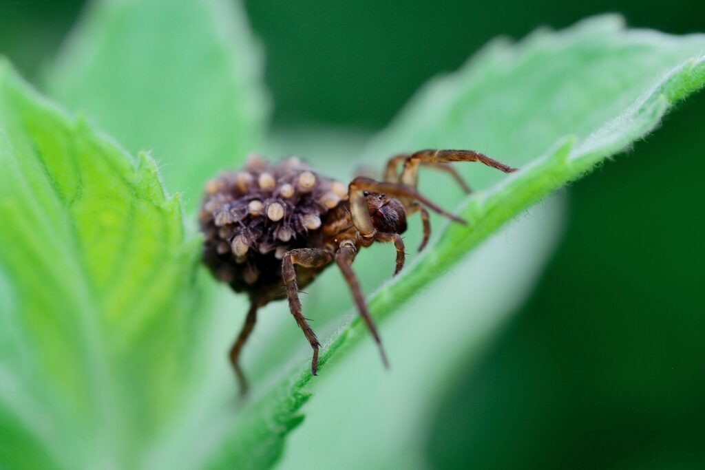 grass spider