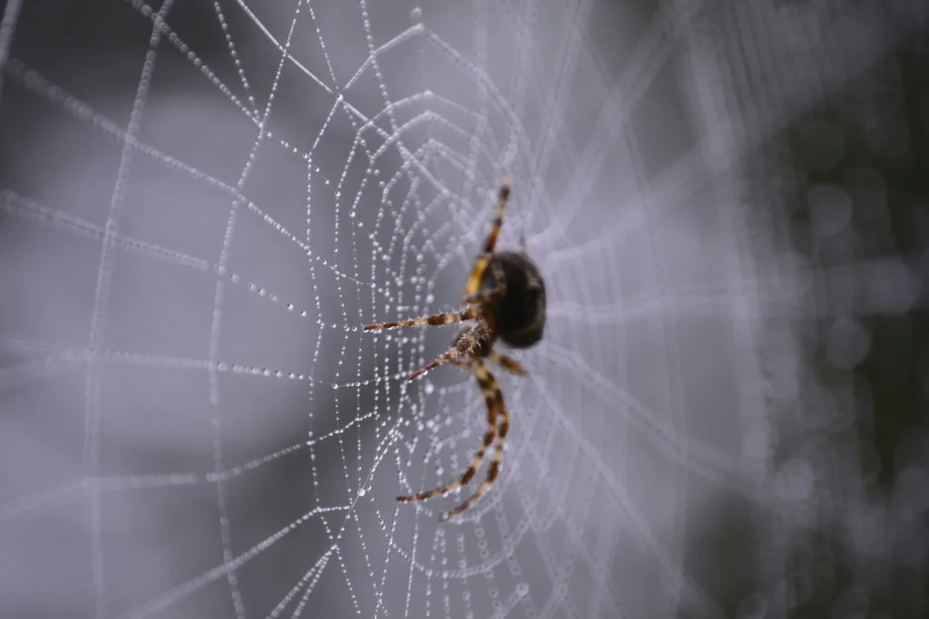 house spider identification four clues infographic 3 Infographic showing four ways to identify house spiders by size color legs and web type