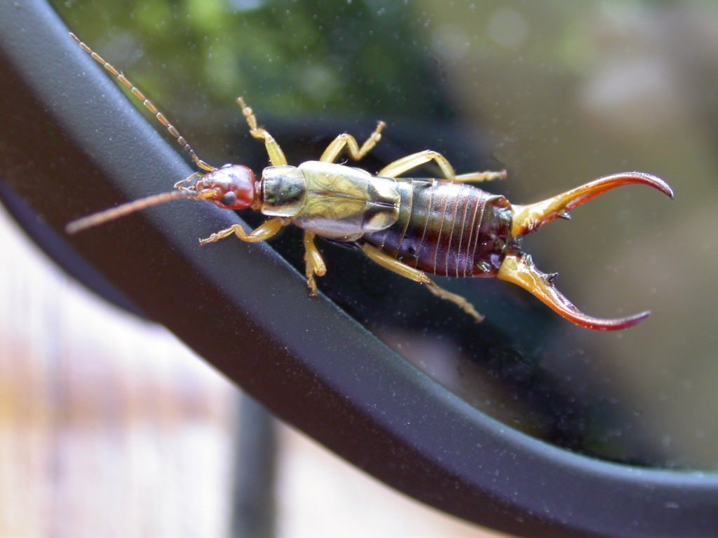 earwig bug