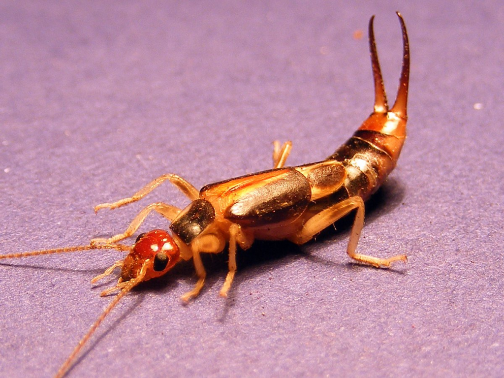 earwig bug