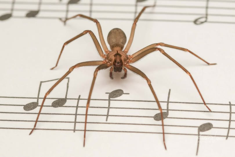 brown recluse

