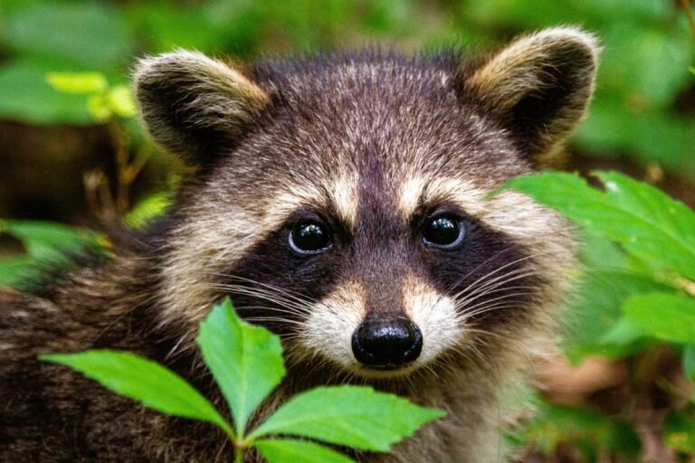 Raccoon Poop Identification and Cleanup Risks for Homeowners