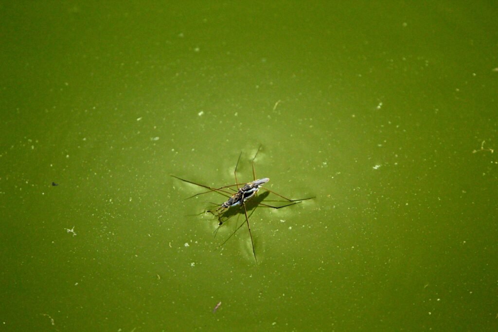 larvae