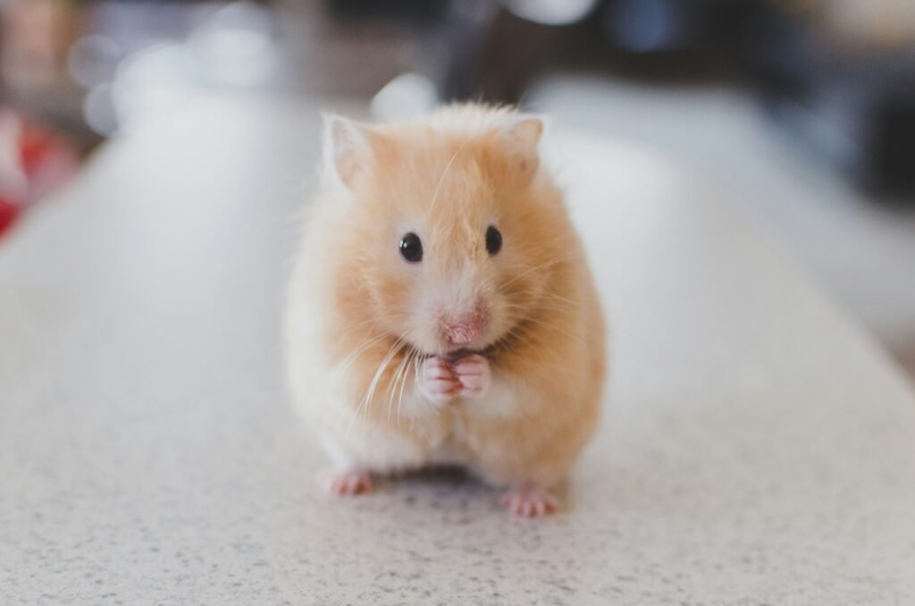 mice 1