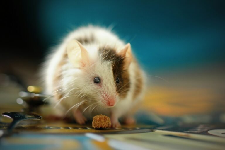 How to Get Rid of Mice and Keep Them Out of Your House (2026 Guide)