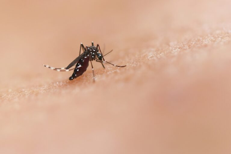 Mosquito Bites: What They Look Like, When to Worry, and How to Stop the Itch