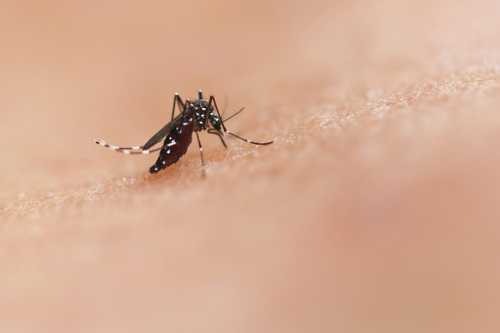mosquito bites1 scaled