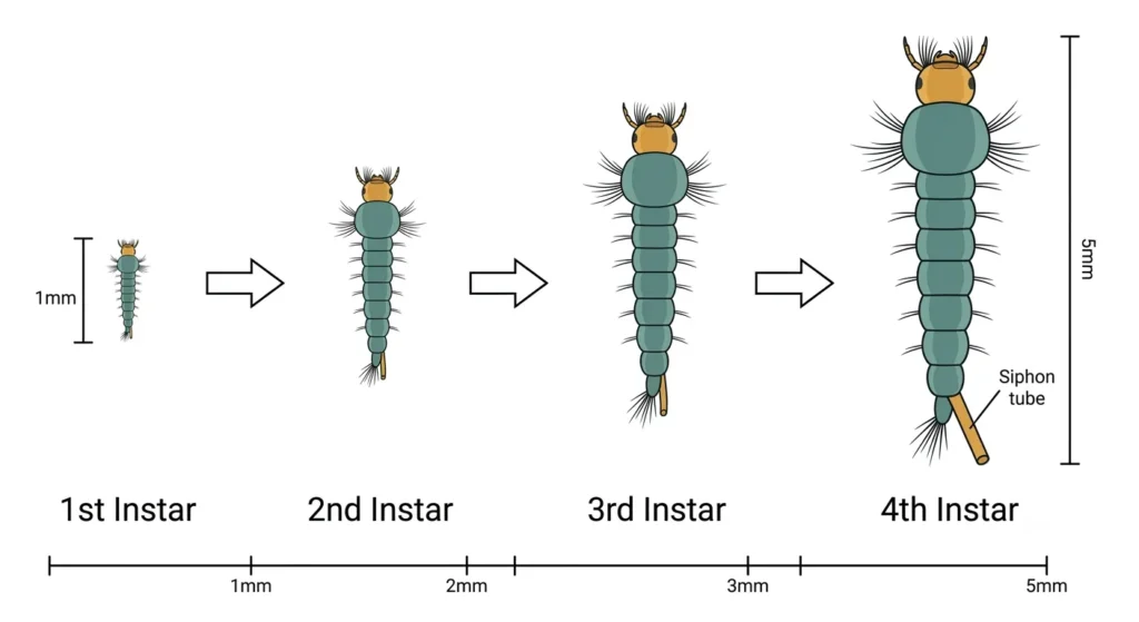 mosquito larvae four instar stages growth size comparison Mosquito larvae four instar growth stages showing size progression from first instar to fourth instar before pupation