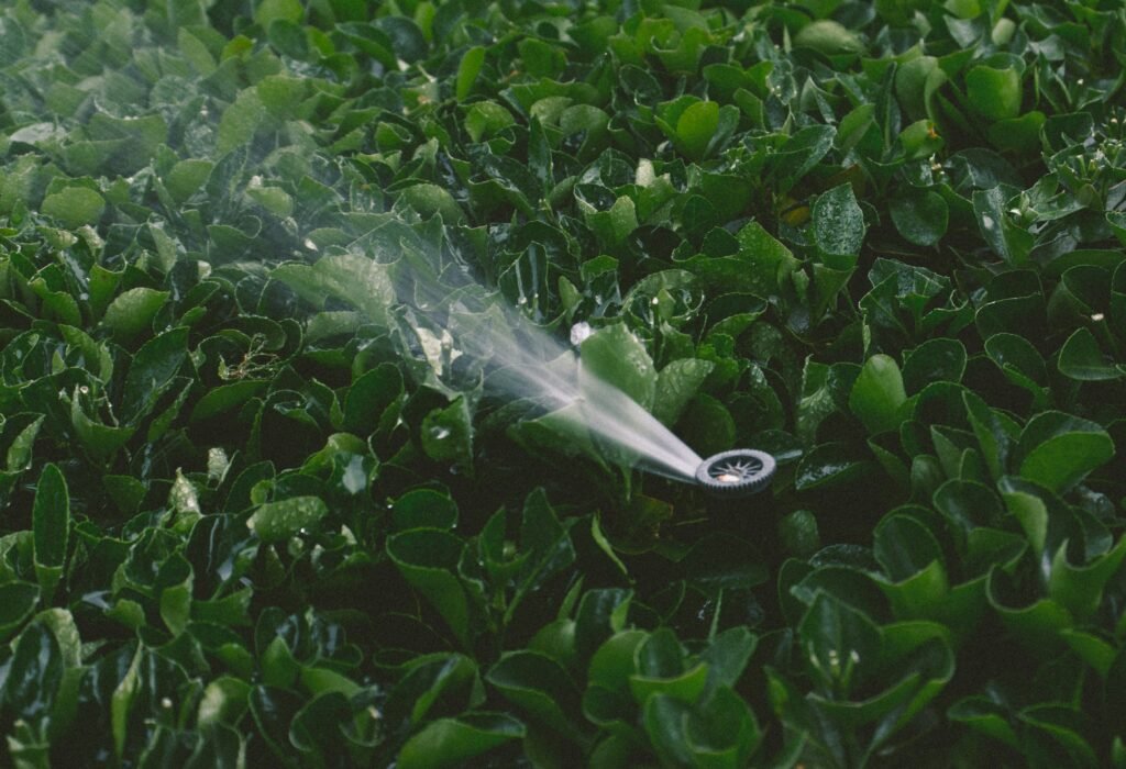 mosquitofogge