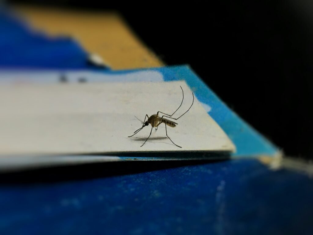 mosquitofogger