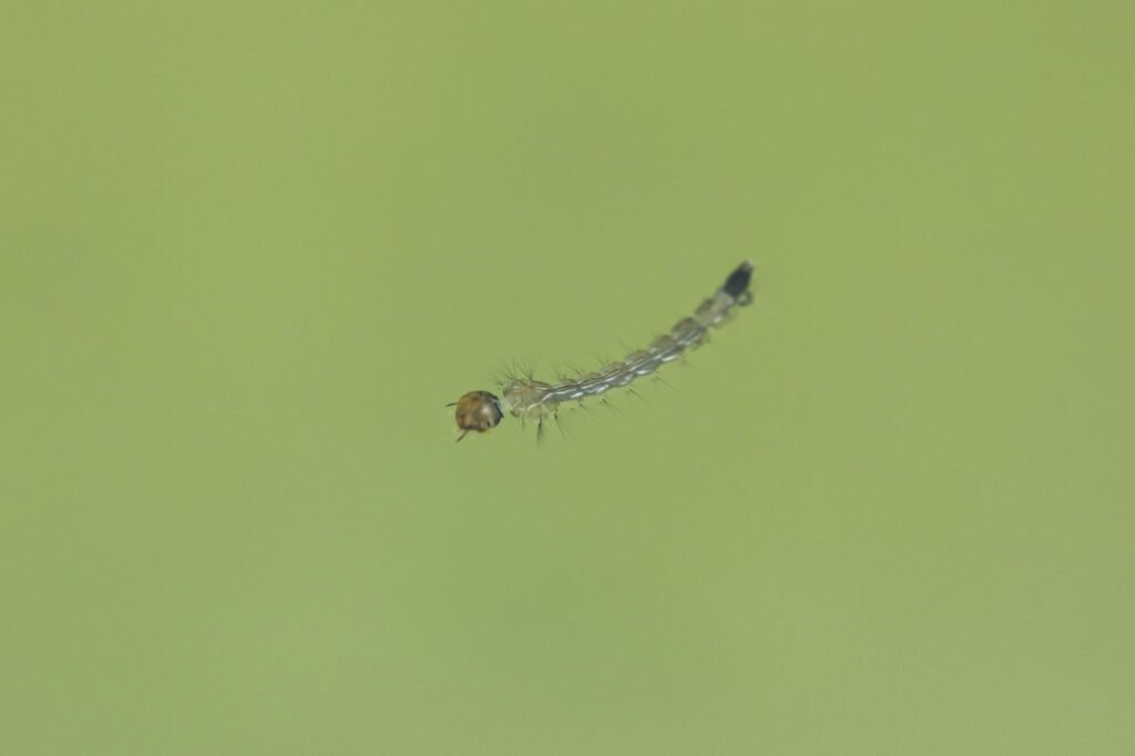 mosquito larvae
