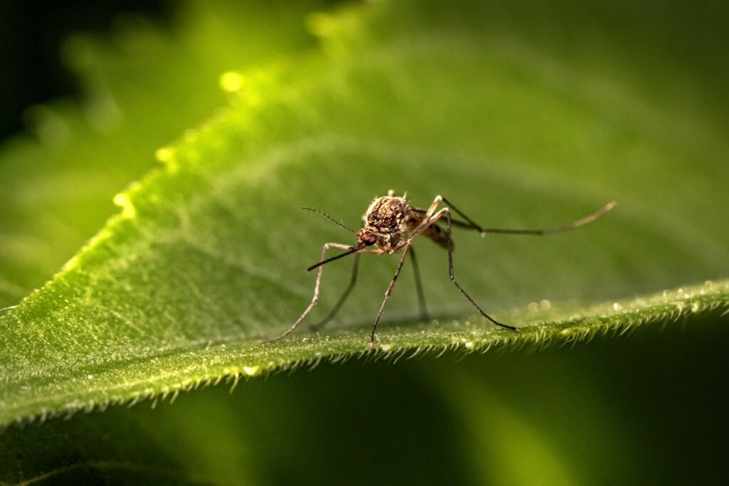 mosquitos 2