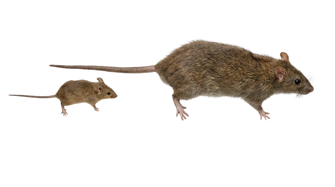 mouse vs rat size comparison Mouse vs rat size comparison showing droppings, body size, ears, and tail differences