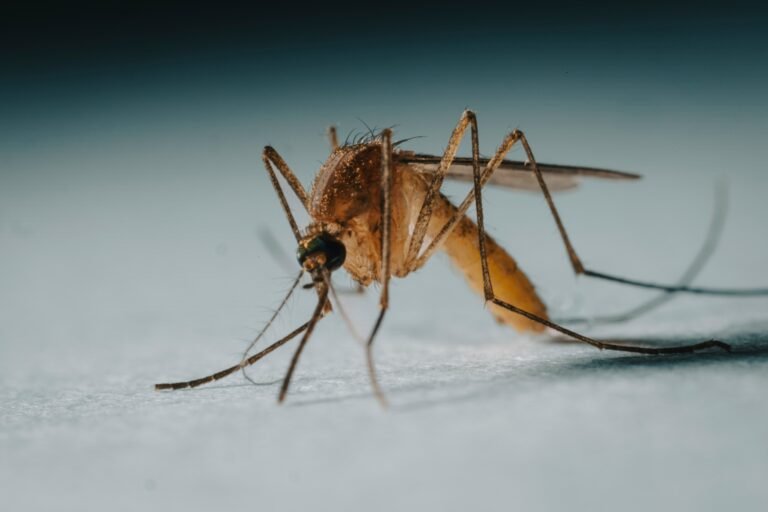 Best Mosquito Repellents and Yard Control Methods: Sprays, Zappers, Foggers, Plants, and Citronella