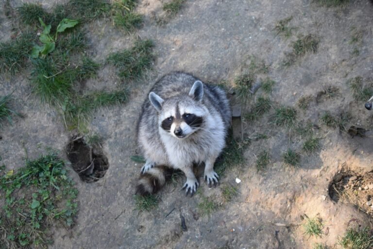 Raccoon removal: traps, rabies warning signs, and when to call wildlife control