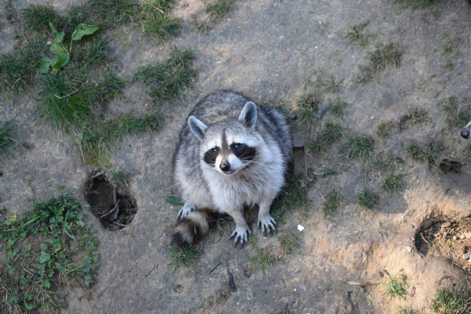 raccoonpoop scaled