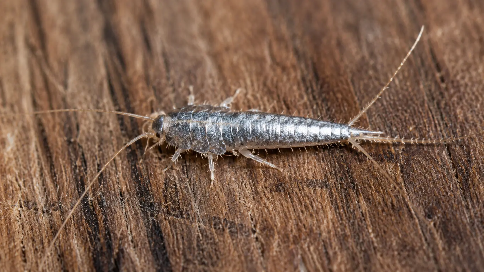 Close-up image of silverfish with all its identification features clearly visible