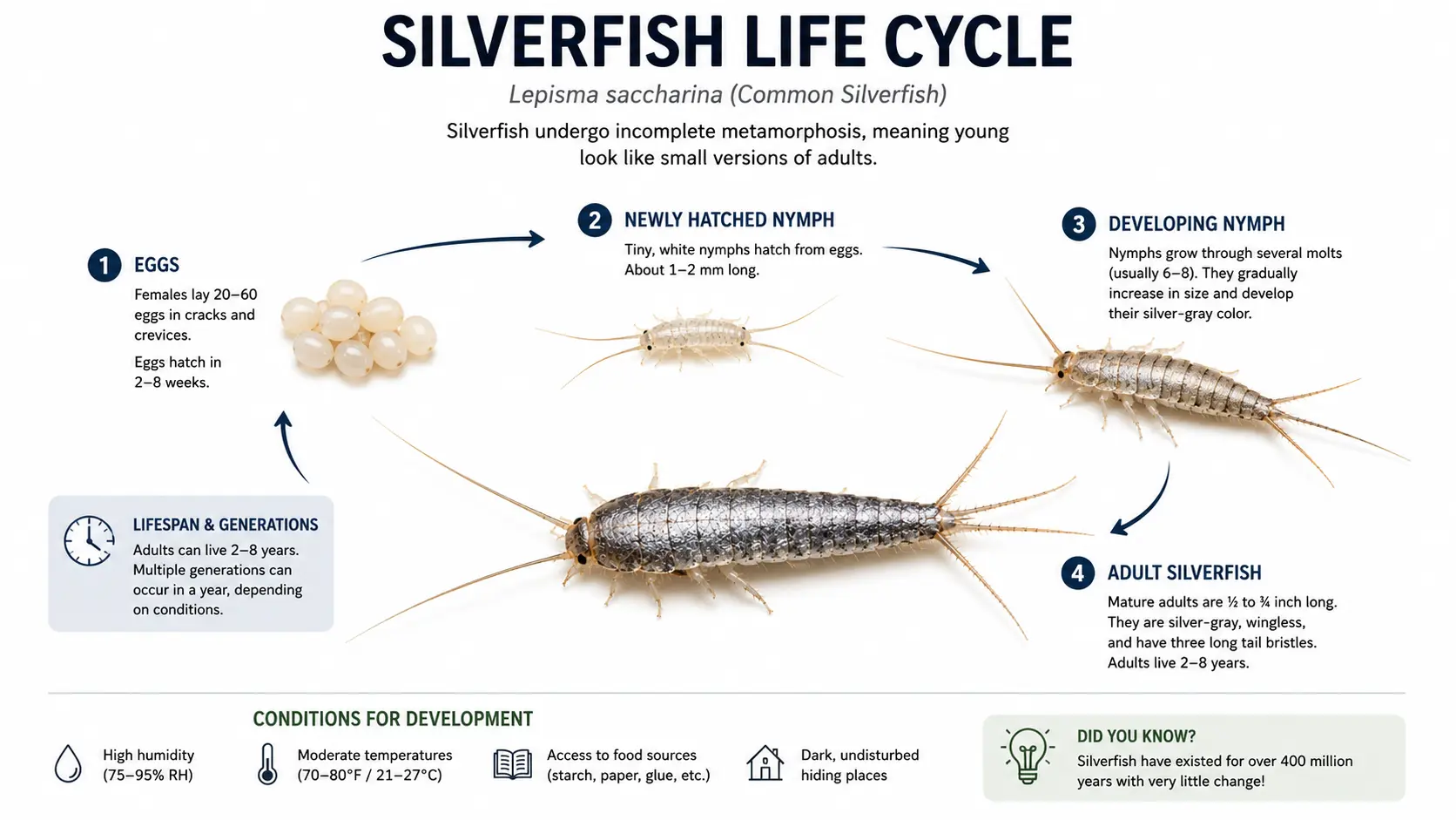 Detailed Silverfish life cycle from egg to adult alongwith conditions for development