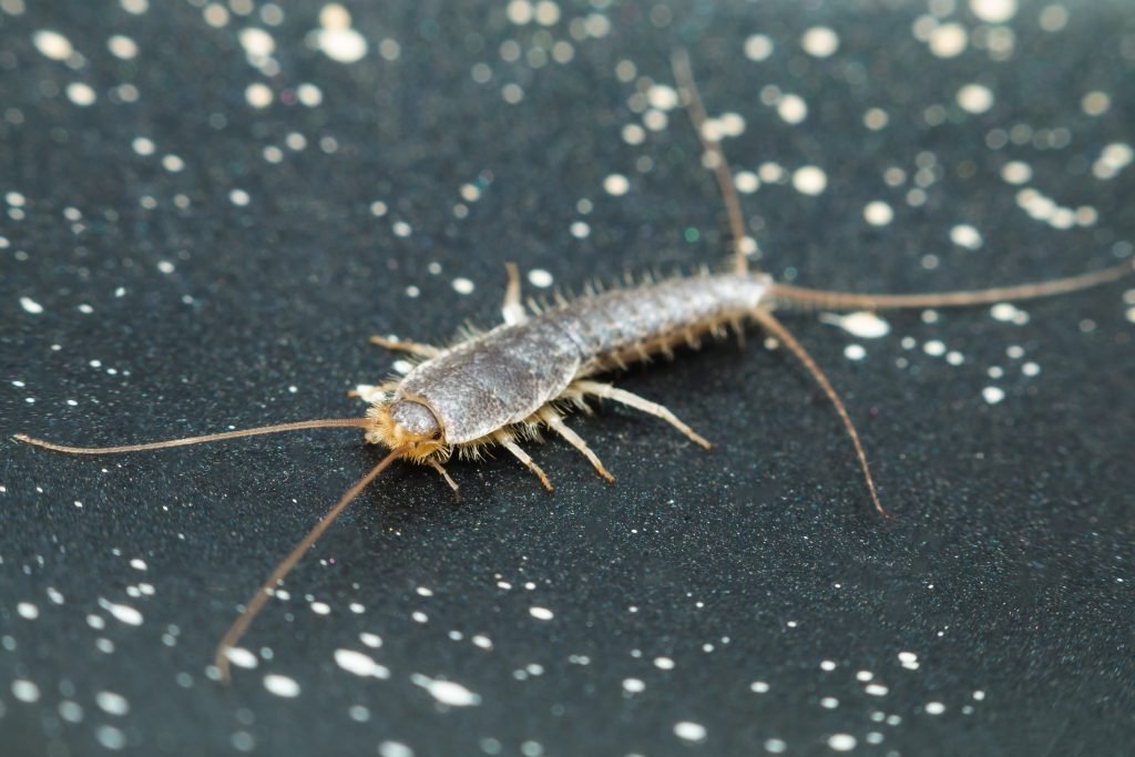silverfishes1